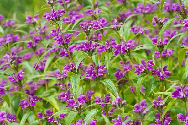 Phlomis herba-venti, una flor silvestre púrpura — Foto de Stock