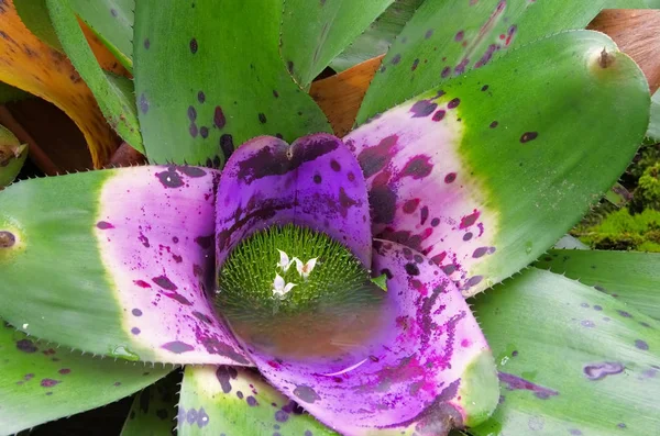 Flor bromélia Neoregelia concentrica — Fotografia de Stock
