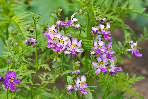 小さな蝶、Schizanthus pinnatus — ストック写真