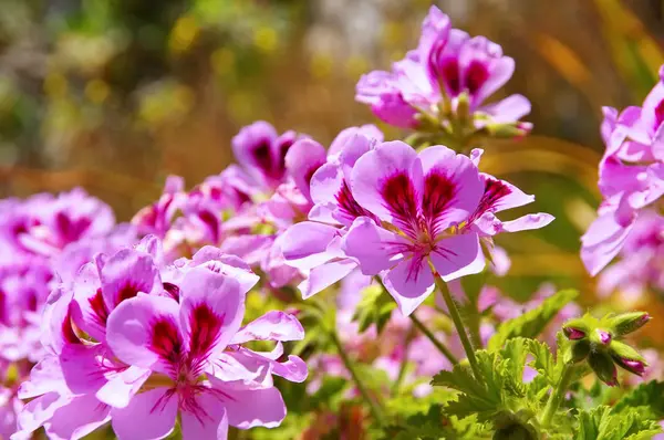 Geranium flowers in garden — Stock Photo, Image