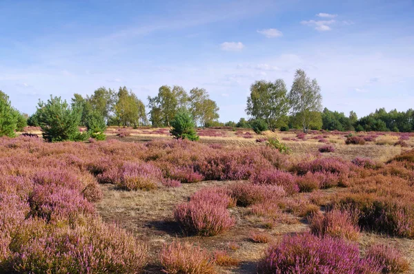 Heath krajobraz z kwitnienia wrzosu — Zdjęcie stockowe