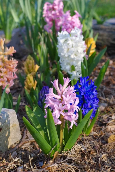 Hyacinth blomma på våren — Stockfoto