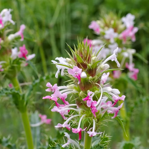 Morina longifolia, bir kır çiçeği — Stok fotoğraf