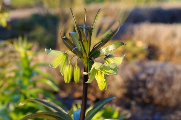 Korunu císařskou, Fritillaria persica — Stock fotografie