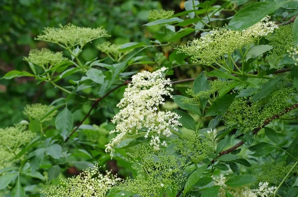 Fläderblom våren — Stockfoto