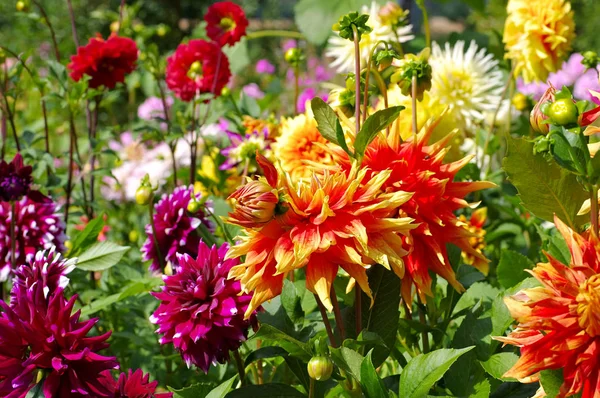 赤と黄色のダリアの花 — ストック写真