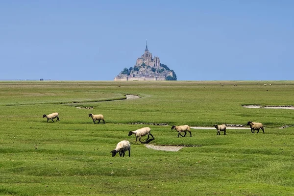 Аббатство Мон-Сен-Мишель и овцы в Нормандии — стоковое фото