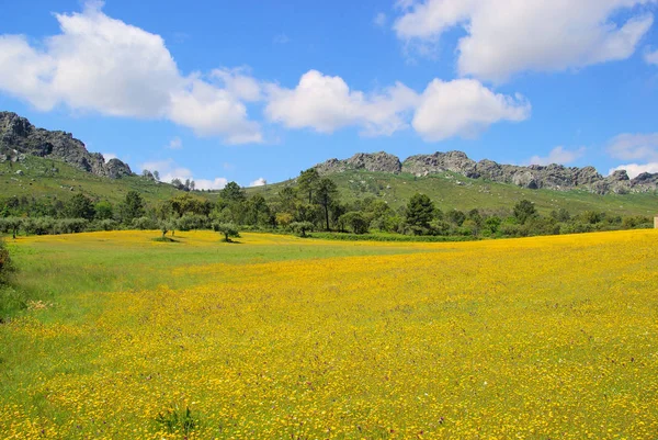 Meadow and cork oaks in southern Europe — Stock Photo, Image