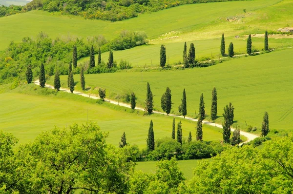 Curva de ciprés en Toscana — Foto de Stock