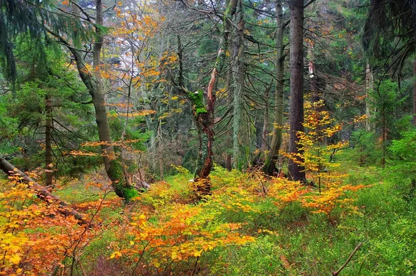 Dvorsky les bosque en las montañas gigantes en otoño — Foto de Stock