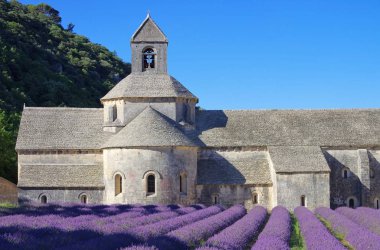 Senanque Manastırı ve lavanta