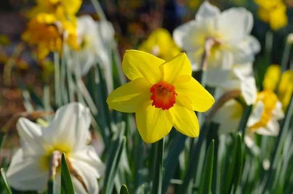 A flor de Daffodil chama-se Fortune — Fotografia de Stock