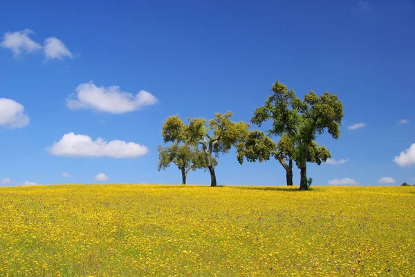 Meadow and cork oaks in southern Europe — Stock Photo, Image