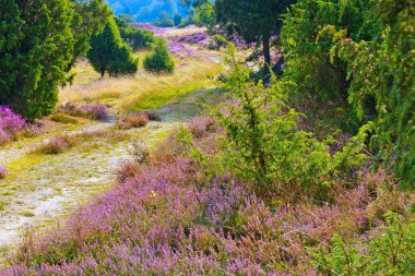Arazi Sonbaharda Lueneburg Heath