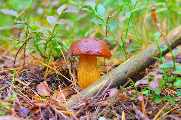 Marrón Bay Bolete hongo en el bosque de otoño — Foto de Stock