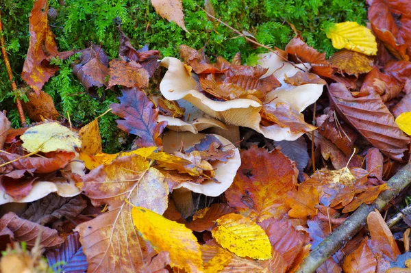 Trübe Agar- oder Klitozybennebel im Wald — Stockfoto