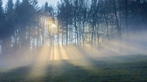 Zonnestralen in de mist schijnen door de bomen — Stockfoto