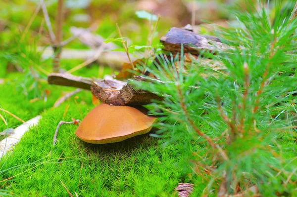 Xerocomus ferrugineus jamur di hutan — Stok Foto