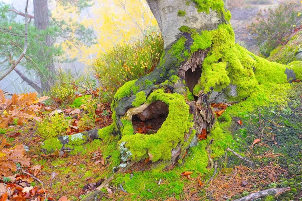 Stary korzeń bukowy w lesie — Zdjęcie stockowe