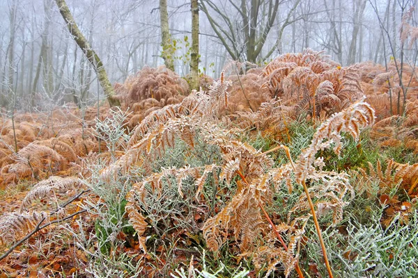 森の中の霜のあるシダ — ストック写真