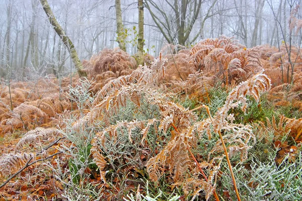 Varens met rietvorst in het bos — Stockfoto