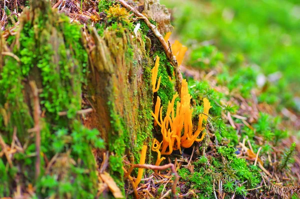 KALOCERA FURCATA, genus jamur dalam ordo Dacrymycetes di hutan — Stok Foto