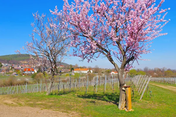 Monasterio Hildebrandseck en Gimmeldingen durante la floración de almendras —  Fotos de Stock