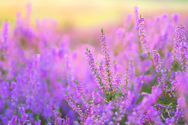 Kvetoucí vřes, Calluna vulgaris ráno — Stock fotografie