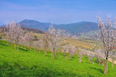 İlkbaharda Badem Çiçeği sırasında Birkweiler 'ın çevresindeki manzara