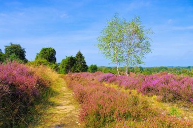 Arazi Sonbaharda Lueneburg Heath