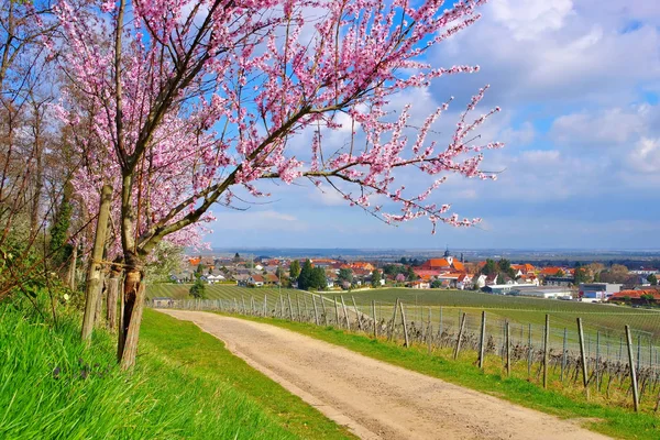 Die stadt wachenheim während der mandelblüte in rheinland-pfalz im frühling — Stockfoto