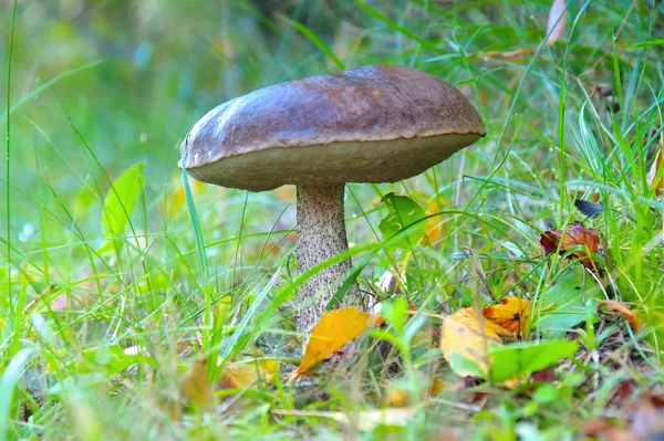 Birch boletus in forest — Stock Photo, Image