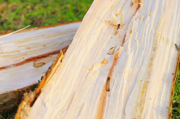 木材中的甲壳虫蛹和展览馆 — 图库照片