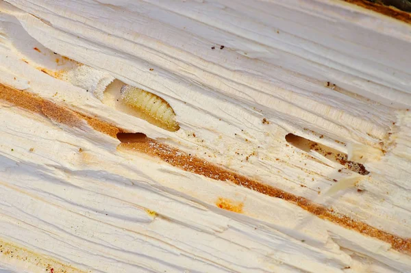 Bark Beetle pupae and galleries in wood — Stock Photo, Image