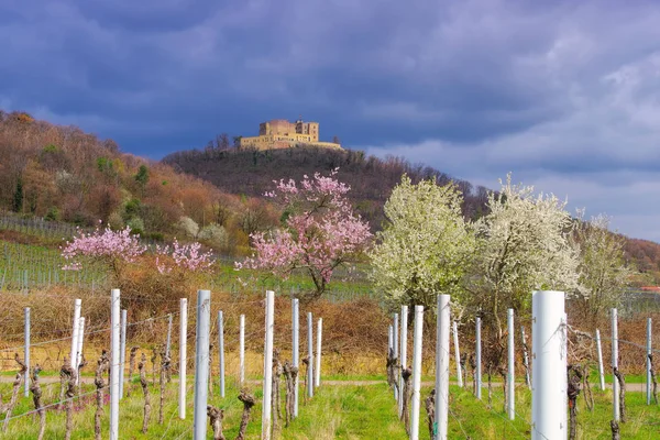 Castillo de Hambacher durante la floración de almendras en primavera —  Fotos de Stock