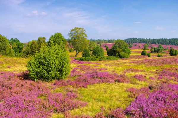 Paisaje Lueneburg Heath en otoño — Foto de Stock