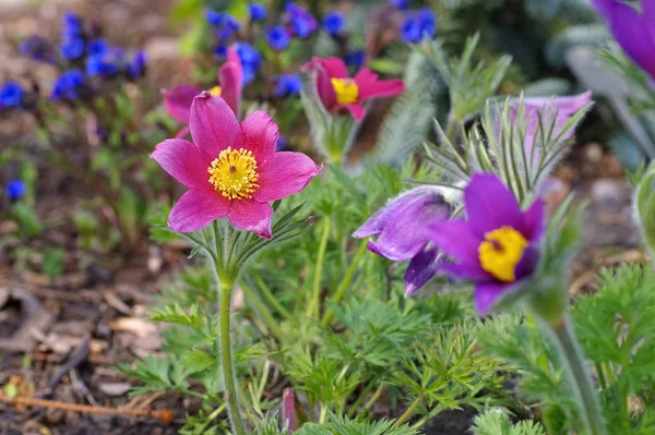 Pasque flower or pulsatilla vulgaris — Stock Photo, Image