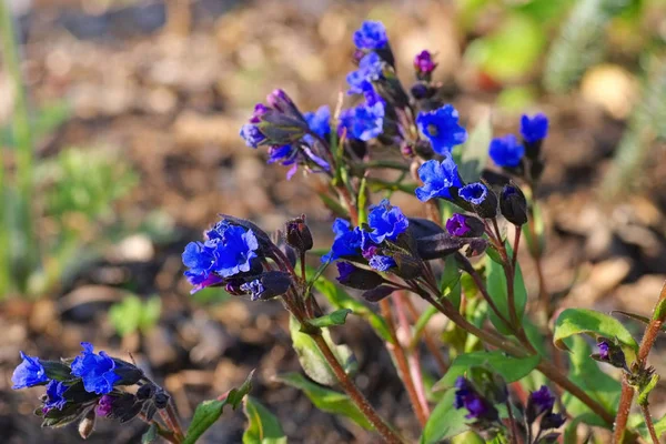 Pulmonaria dacica espécie pavilhão azul — Fotografia de Stock