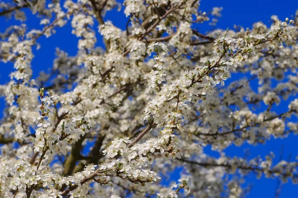 Fiore di prugna in primavera — Foto Stock