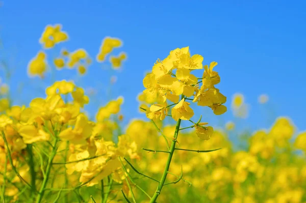 春天，一朵黄色的菜籽花 — 图库照片