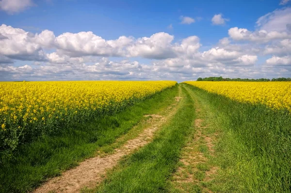 Campo de estupro com estrada de terra — Fotografia de Stock