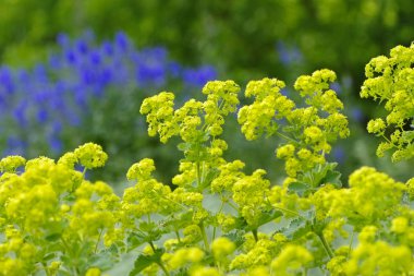 Bitki örtüsü, Alchemilla Mollis.