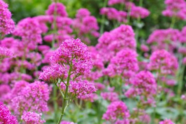 Fedia cornucopiae, Valerianoideae bitkisi.