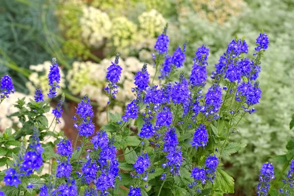 Gypsyweed, Veronica crinita, uma flor de verão azul — Fotografia de Stock