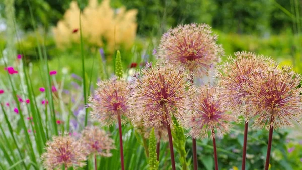 Cebola ornamental Allium, bolas de flor roxa — Fotografia de Stock