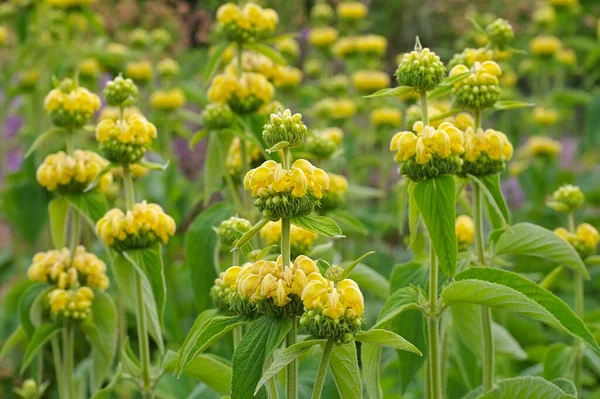 Salvia de Jerusalén, Phlomis russeliana una flor silvestre púrpura — Foto de Stock