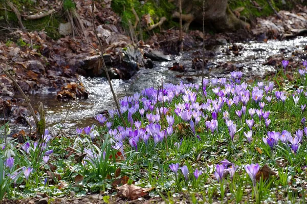 Krokusblüten in Drebach, Sachsen — Stockfoto