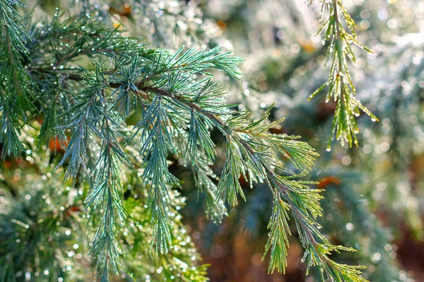 Branch of a Himalayan cedar tree with drops of water — ストック写真