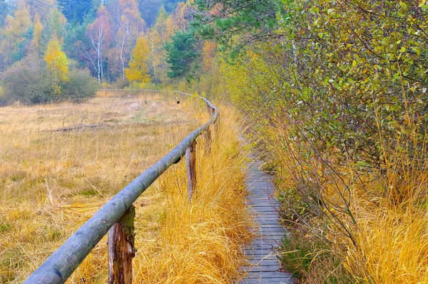 Track in the in the bog in Zittau Mountainsn — Stock Photo, Image