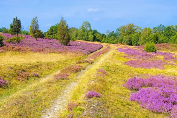 Paisaje Lueneburg Heath en otoño — Foto de Stock